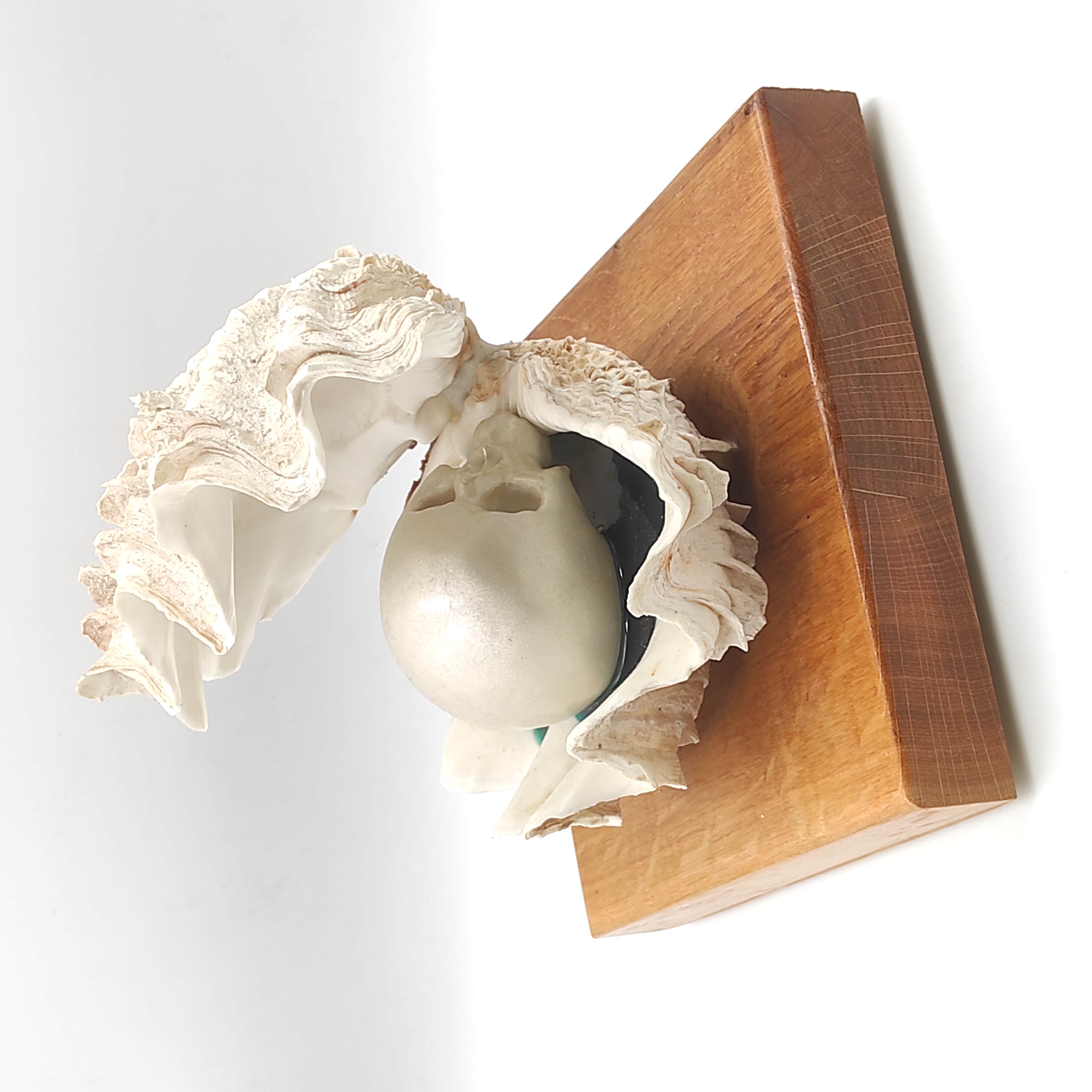 CLAUDE MORABITO SCULPTURE HUITRE PERLIERE MEMENTO MORI 24 x 23 x 23 CM