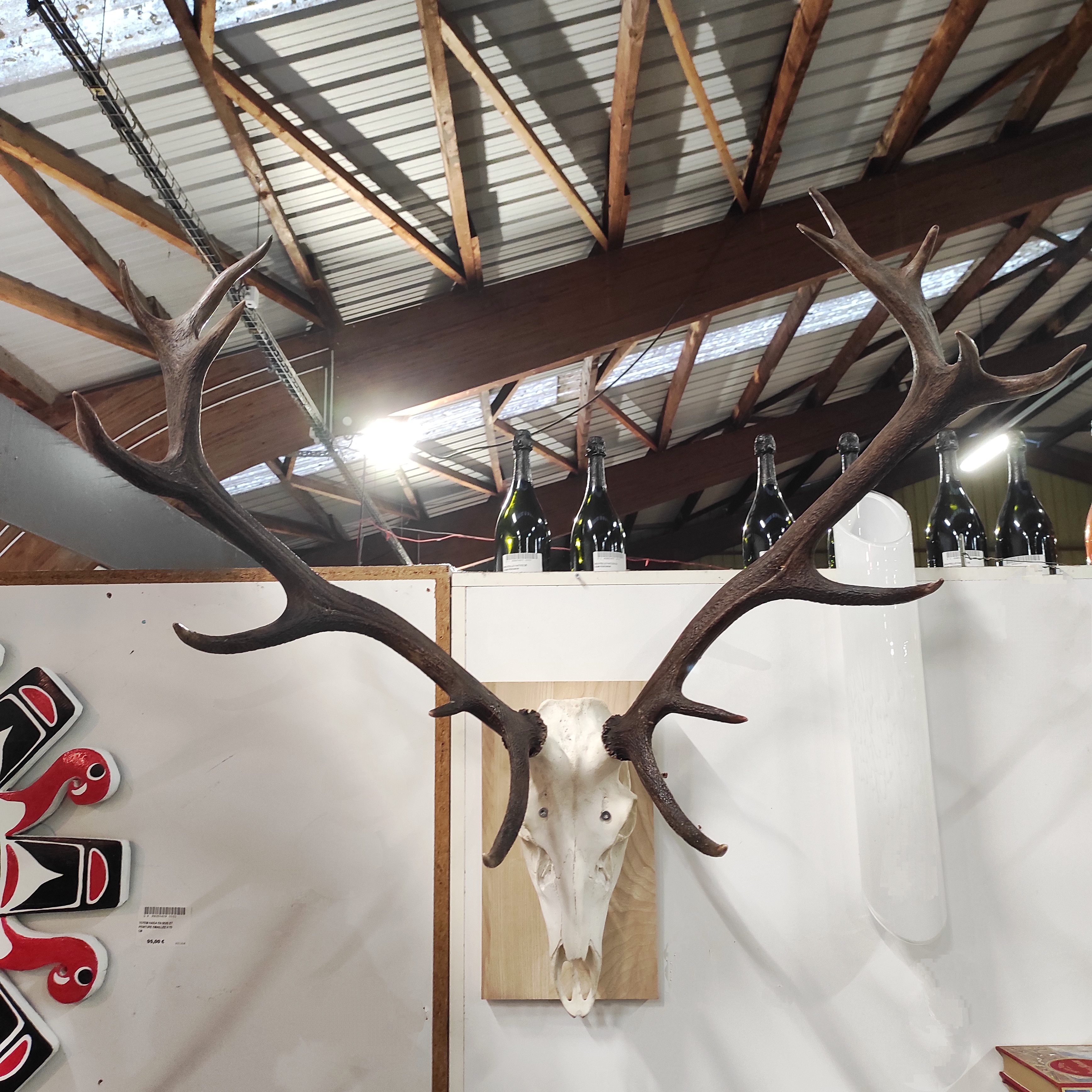 GRAND TROPHEE DE CERF SUR PLAQUE DE BOIS 93 x 87 CM